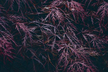Téléchargez les photos : Red foliage of the weeping Laceleaf Japanese Maple tree Acer palmatum background texture. High quality photo. - en image libre de droit