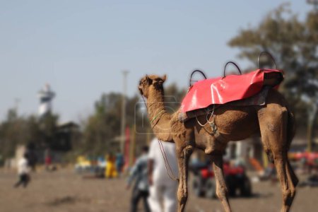 Kamel spazieren am Strand