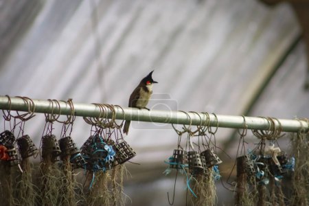 Kleiner Vogel sitzt auf der Metallstange und Pflanzen hängen an der Stange