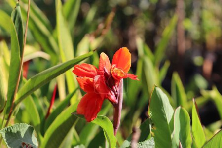 Canna orange flower between the green leaves