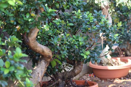 Schöne Ficus-Bonsai-Pflanze in den Töpfen mit Nahaufnahme