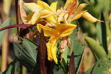 Indian Shot flor amarilla con hojas