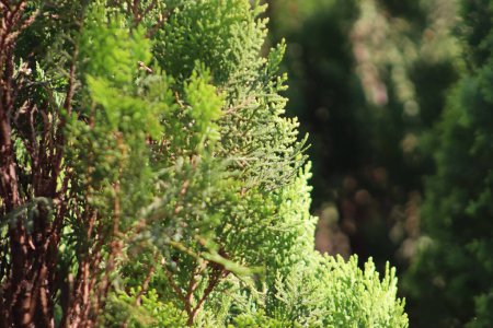 Téléchargez les photos : Oriental Arbor-vitae belles plantes gros plan avec fond flou - en image libre de droit