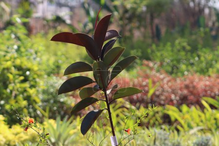 Rubber fig plant with blur background plants