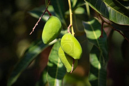 Ein Fokus Mango auf dem Baum