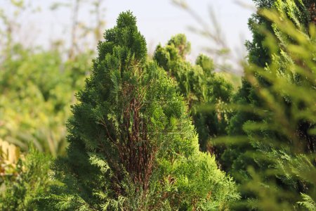 Téléchargez les photos : Belles plantes orientales vertes Arbor-vitae avec fond - en image libre de droit