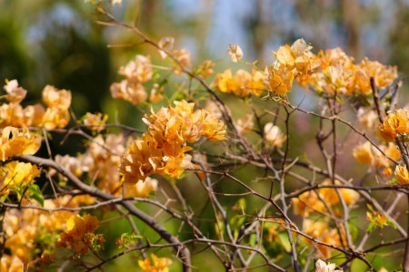 Yellow bougainvillea flower on the tree branch