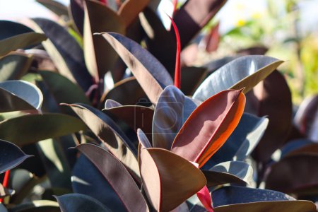 Téléchargez les photos : Fig en caoutchouc plantes tropicales avec feuilles colorées - en image libre de droit