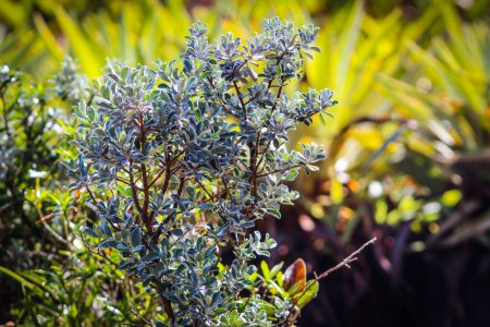 Photo for Lush green texas sage bush in bright sunlight - Royalty Free Image