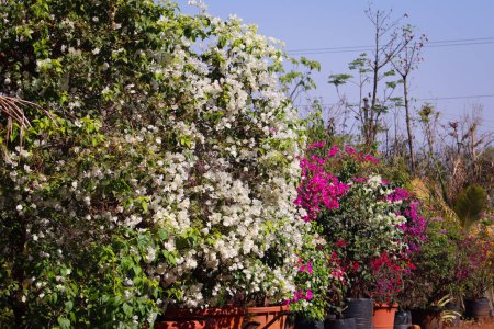 Close-up shot capturing the essence of spring with vibrant white bougainvillea flowers in full bloom against a clear sky