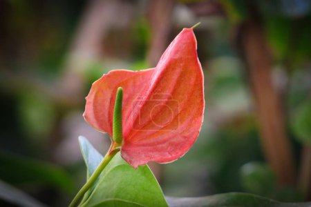 Beautiful Close-up of a Red Anthurium Flower