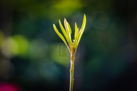 Green little plant closeup with blur background