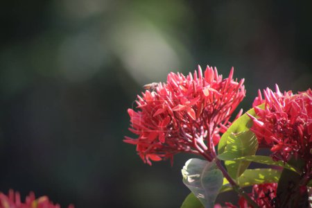 Red jungle geranium flower closeup with blur background