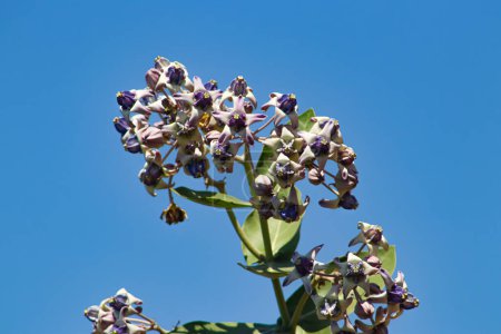 Giant calotropis flower is flowering in the forest