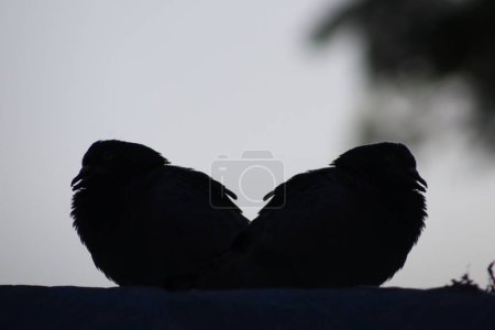 Téléchargez les photos : Deux couples d'oiseaux pigeons assis la nuit - en image libre de droit