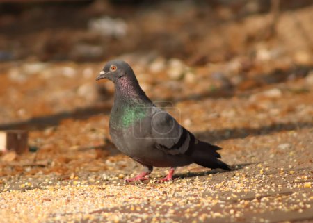 Pigeon Standing On The Grains And Eating
