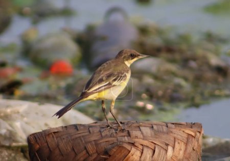 Oiseau Wagtail jaune de l'Ouest debout sur le bois