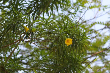 Téléchargez les photos : Fleur de sureau jaune avec des feuilles vertes sur l'arbre - en image libre de droit