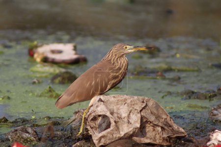 American bittern Heron Bird Standing In The Water And There Is Garbage Around