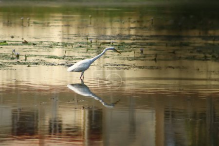 Téléchargez les photos : Oiseau aigrette sauvage dans le beau grand lac - en image libre de droit