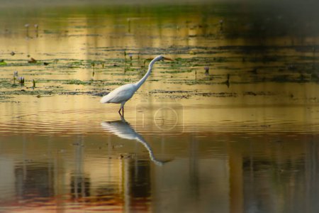 Beautiful Hunting Great Egret Bird In The Water