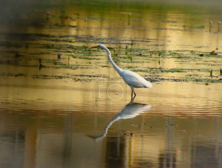 Langhalsreiher-Vogel geht im Großen See spazieren