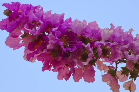 Rosa Crepe Myrte Blume Blume Blühen Nahaufnahme Am blauen Himmel