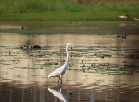 Great egret bird walking in the lake