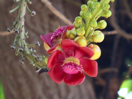 Schöne rote Lauan-Blume hängt am Baum