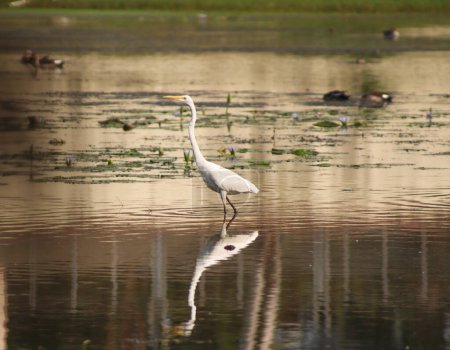 Téléchargez les photos : Chasseur aigrette oiseau dans l'eau - en image libre de droit