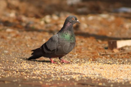 Beautiful Pigeon Bird Standing On The Street