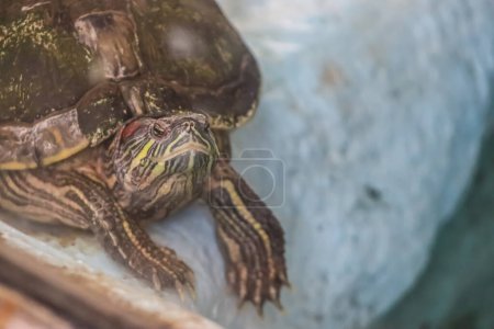Photo for Cute little turtle closeup face and resting in the zoo - Royalty Free Image