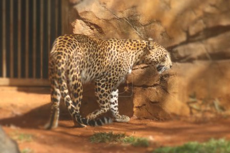 Foto de Poderoso leopardo peligroso caminando en el zoológico - Imagen libre de derechos