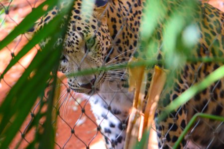 El leopardo está mirando silenciosamente desde el interior de la jaula