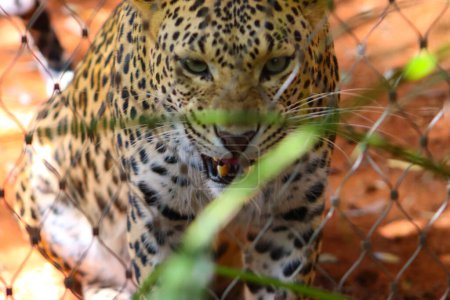 Cara frontal de leopardo salvaje en la jaula del zoológico