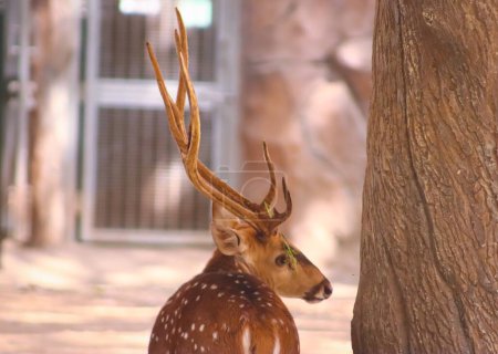 Wild male fallow deer closeup face in the zoo