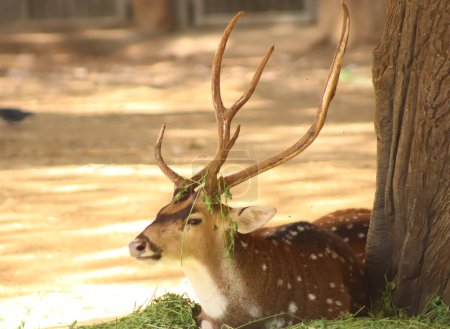 Deer relaxing and eating the grass in the zoo