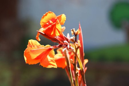 Hermosa planta de flor de canna naranja primer plano con fondo borroso
