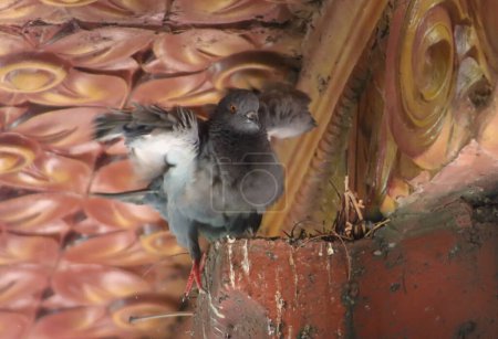 Téléchargez les photos : Pigeon essayant de voler sur le bois - en image libre de droit