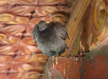 Beautiful cute pigeon closeup on the wood