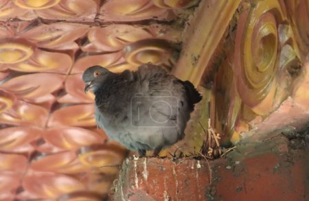 Pigeon relaxing and standing on the wood and looking down