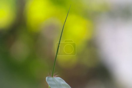 Photo for Agrostis capillaris plant closeup with blur background - Royalty Free Image