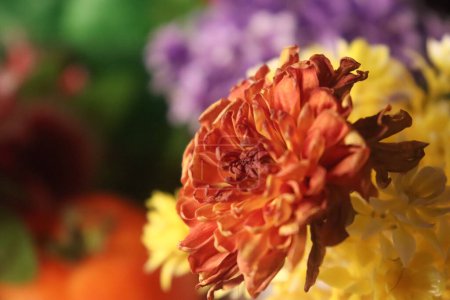 Orange Tulpenblume Nahaufnahme mit verschwommenem Hintergrund