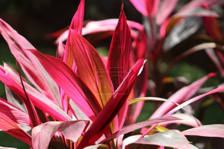 Beautiful Maria Cordyline Pink Plant Closeup