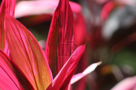 Cordyline plant closeup of pink leaves with blur background