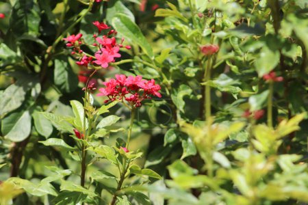 Nettlespurges pequeña flor roja en las hojas verdes