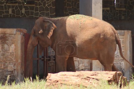 Gran elefante lindo comiendo en el zoológico
