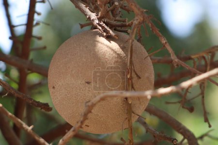 Cannonball-Baum pflanzt Nahaufnahme auf dem Ast