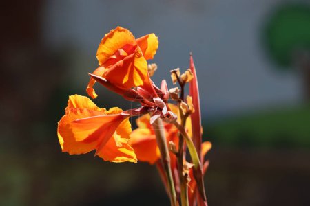 Beautiful orange canna flower plant closeup with blur background