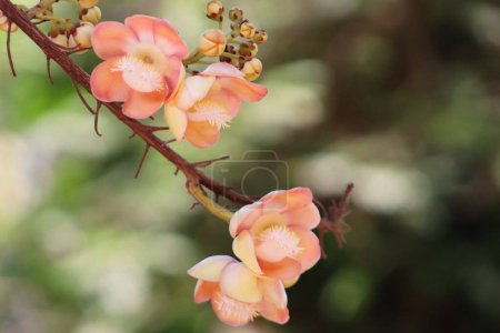 Foto de Hermoso árbol de bala de cañón flor primer plano fondo de pantalla - Imagen libre de derechos